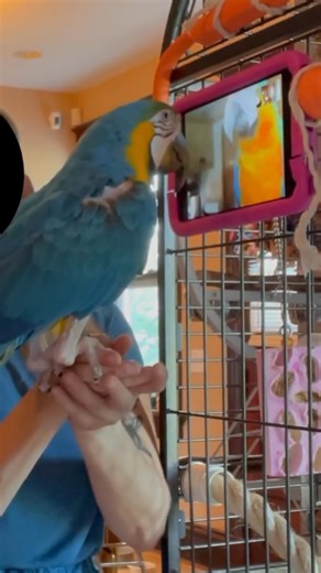 3.7K views · 14 reactions | Read More Here: https://l.masslive.com/46g8mw The study is one of several done by Northeastern University researcher Rébecca Kleinberger. Her lab is looking at how can we use technology to improve and enrich the lives of animals. The researchers work with all types of species in different settings, including pets, zoos, wildlife, lab and farm animals. Footage courtesy of Kleinberger et al. at INTERACT Animal Lab. | MassLive | Facebook