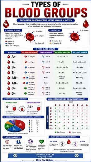 Blood Types Explained: Who Can Donate to Who?