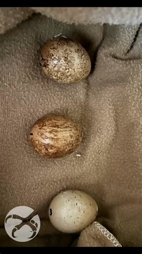 Earlier this summer, three late-season Peregrine Falcon eggs were brought to us from a National Wildlife Refuge Snowy Plover site. Because plovers are critically endangered, biologists on-site had no choice but to remove the eggs. We reached out across California, to the Peregrine Fund, the Predatory Bird Research Group, and biologists monitoring nests, in hopes of finding foster parents. Every nest had already advanced too far — the chicks would not have survived if placed with older fledglings