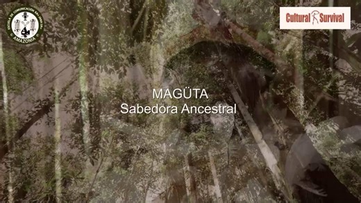 In 2024, the #IndigenousCommunityMedia program supported the Indigenous Communication School of the Macro Amazon region (Ka Jana Uai) with a project that strengthens Indigenous communicative autonomy, promotes the use of new technologies rooted in cultural identity, and addresses communication challenges in ancestral territories. A perspective from and for Indigenous peoples. You can watch the full video here: https://youtu.be/nGJjk8jzqP8 | Cultural Survival