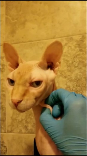 Marissa Mulla (@marissamulla) - Sphynx Cat Pimple Removal Process Revealed