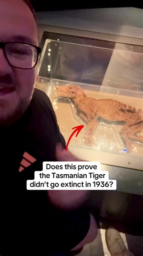 Is this proof the Tasmanian Tiger didn’t go extinct in 1936? #australia #wildlife #extinctanimals #thylacine #tasmaniantiger