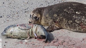 Have you eve seen a seal giving birth? | Crafty Panda