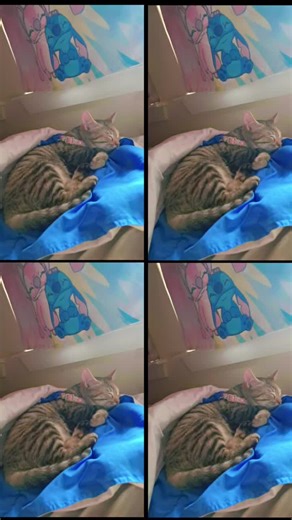 Abby_hamliton (@abby.jett.19)’s videos with Napping - Bunny Bell