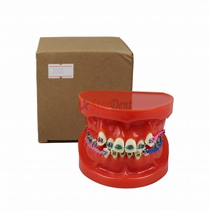 [Hot Item] Dental Teeth Orthodontic Demonstration Model Typodont Teaching Studying, Explaining Model for Adult and Children