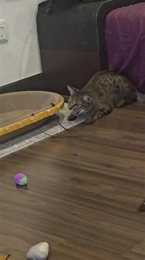 Domestic Short Hair Cat For Adoption - 1 Year 5 Months, Lana The Tabby Princess from Kuala..