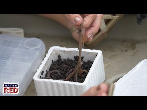 How to Properly Rig a Nightcrawler