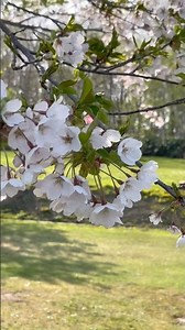 羽幌町スポーツ公園の桜で花見