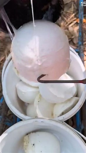 Panen getah pohon dengan mencongkelnya menggunakan alat sederhana sangat memuaskan #shorts