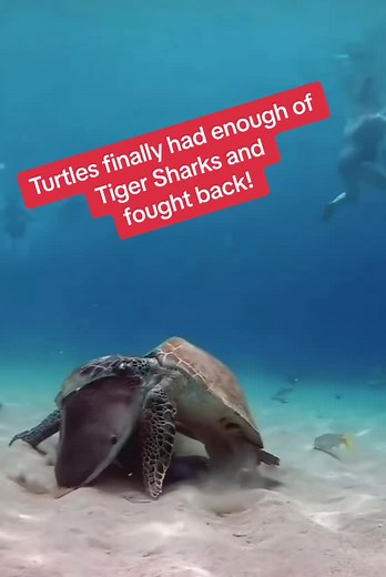 Turtles vs. Tiger Sharks: Epic Underwater Battle