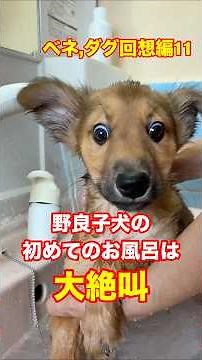 保護子犬の初お風呂💦洗面所に響き渡る叫び声😱最後は、、、【ベネダグ11】