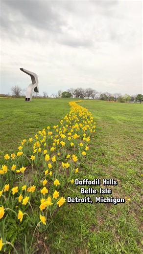 Daffodil Hill: Belle Isle's Springtime Beauty