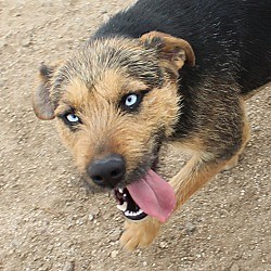 Yucca Valley, CA - German Shepherd Dog/Giant Schnauzer. Meet Daphne a Pet for Adoption - AdoptaPet.com
