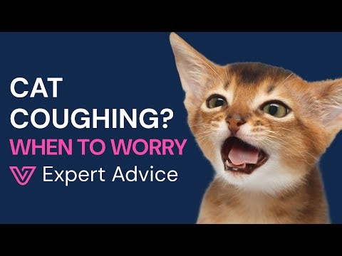 Why Is My Cat Coughing? Asthma vs Allergies vs Cold