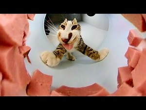 Meme Cat Eating Sausage ASMR Mukbang 😂