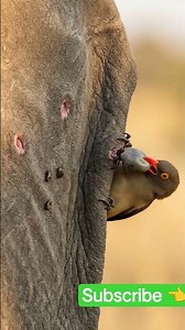 Tiny Bird Removes Giant Ticks From a Hippo! 😱 #wildlife #animals #shorts #youtubeshorts