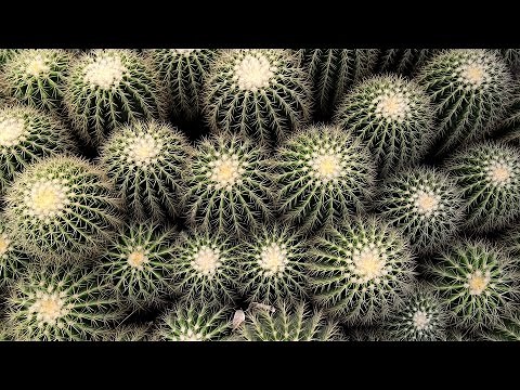 The Most Beautiful Symmetries are the Laws of Nature | World Science Festival