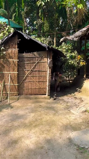 Village Activity (@villageactivity69)’s videos with original sound - Village Activity