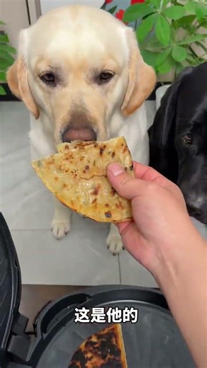 Dog: Do you have a problem with me? The dog's thoughts are written on its face. When you 🐼 P211