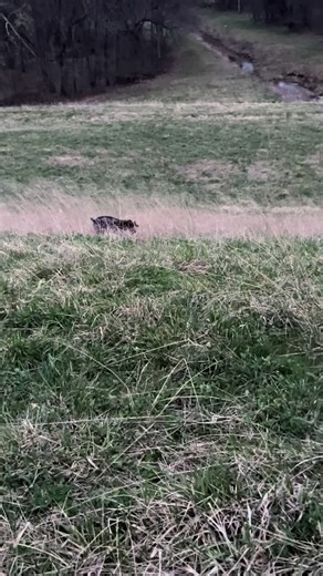 #hunting #sheds #antler #antleraddict #shedseason #outdoors #missouri #huntingtiktok #whitetaildeer #shedaddicts #antlerchasers #deer #germanshorthairedpointer #gspsoftiktok #fyp