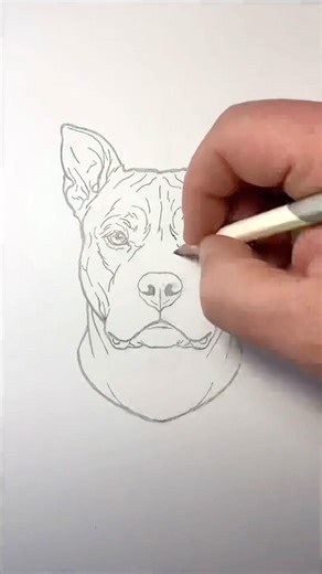 How to draw a pit bull