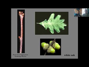 Identifying the Trees in Your Woods: Using Leaf ID Key and References