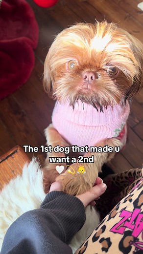 Caring for My Shih Tzu: Tips for Dog Owners