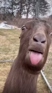 554K views · 10K reactions | Feeding the Farm Animals  | Niall MacMillan | Facebook