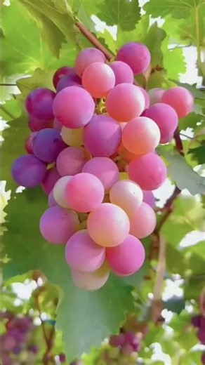 amazing grapes 🍇🍇🍇 varieties in one frame 🖼️ #grapenation #grapepropagation #fruit #grapecity