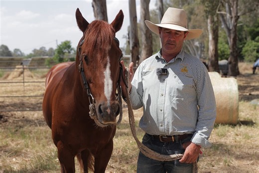 𝐅𝐫𝐨𝐦 𝐭𝐡𝐞 𝐡𝐨𝐫𝐬𝐞'𝐬 𝐦𝐨𝐮𝐭𝐡... Michael Hiscock talks about MEWBURN BEWICK. Michael is renowned for his campdrafting prowess, yet he credits Bewick for getting him out of bad spots that he has gotten him in to. He makes him look good. Now that's saying something! 📽 Grace Mary Photography #kingswoodhz #reliable #roadrunner #beepbeep #fast #athletic | Select Sires