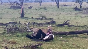 122K reactions · 3.3K shares | Tough old bird⁠ ⁠ Unique. Never seen...