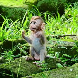 7.6K views · 753 reactions | The most lovely cute baby Rainbow happy free life freedom | Adorable Monkey | Facebook
