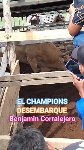 Sin editar, Desembarque del toro el CHAMPIONS en la mama de las corralejas, Cotorra 2025. #Cotorra #Corraleja #España #Mexico #Viral @destacar, parte 2 | Benjamin Corralejero | Facebook