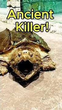 This Ancient Turtle Is Far More Dangerous Than You Think #alligatorsnappingturtle #turtle #animal