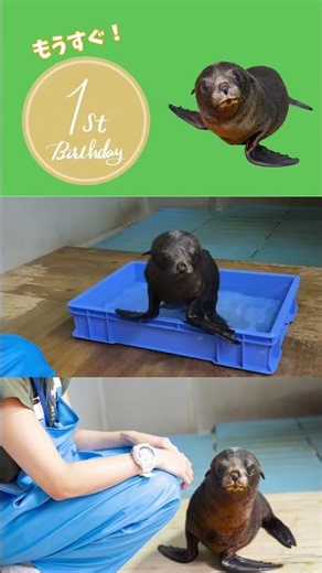 京都水族館のかわいい特集オットセイの「ちのわ」#京都水族館 #京都イベント #京都旅行 #ちのわ #オットセイ #お出かけスポット #京都グルメ #夏越の祓 #