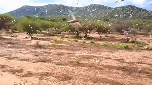 East Africa's biggest locust swarms in 70 years