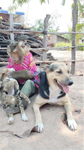 Super SokYaa,OG, ToTo Animals Are So Awesome #shorts