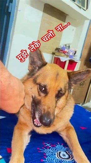 Dog Begs Owner Not to Leave Him Alone emotional breed #funnyanimal