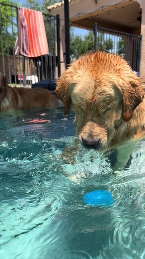 Blue the Golden Retriever's Fun Day with a Blue Ball
