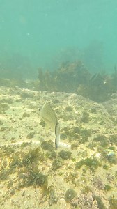 Snorkeling Shelly Beach,Manly NSW🇦🇺 #snorkelingshellybeach #shellybeach #touristattractioninsydney #sydney #thingstodoinsydney #travel #explore #reels #manly #manlybeachaustralia #exploresydney | Touring Places