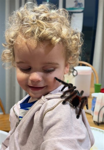 Baby Tarantula Encounters - Why No Bites Yet?