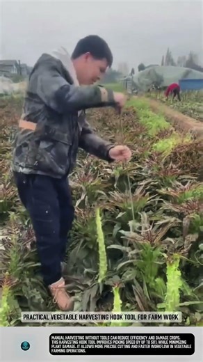 Practical vegetable harvesting hook tool for farm work #tools