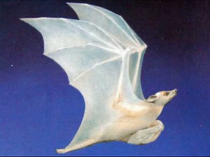 Oct. 2009 Book of the Month - Stellaluna