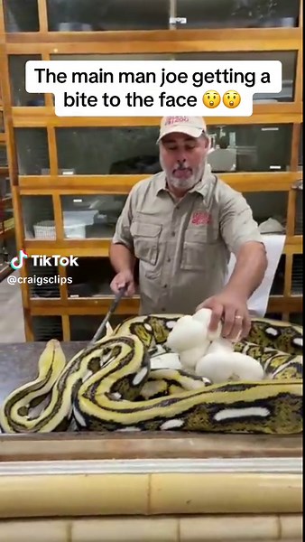 Python Bite Reaction Video Featuring Joe