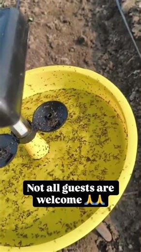 Smart insect control for smart farming