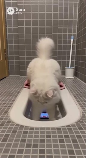 When Your Cat Gets Caught on the Phone 😹