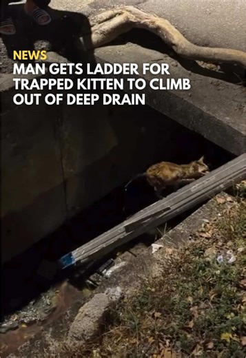 Kind Man Rescues Kitten From Drain, Earns Free Coffee