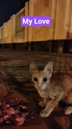 Cute Kitten Eating Meat 😺 | ছোট্ট বিড়ালছানা মাংস খাচ্ছে#cat#funny #cutecat #shorts