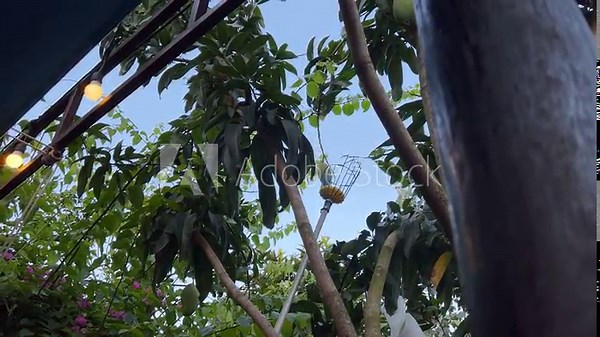 pick a mango from a tree picking.Pick mangoes by cutting the stem of the mango with scissors.Farmers are harvesting mangoes.