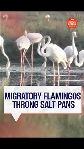Large flocks of migratory flamingos spotted at Thoothukudi salt pans.